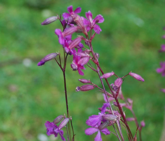 Silene atropurpurea