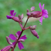 Silene atropurpurea