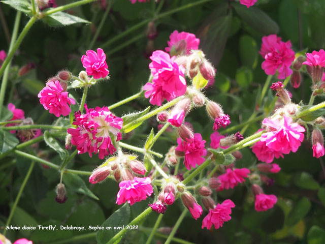 Silene dioica 'Firefly'