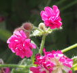 Silene dioica 'Firefly'