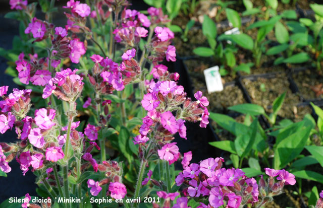 Silene dioica 'Minikin'