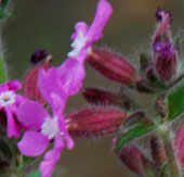 Silene dioica 'Rollie's Favorite'