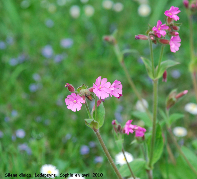 Silene dioica