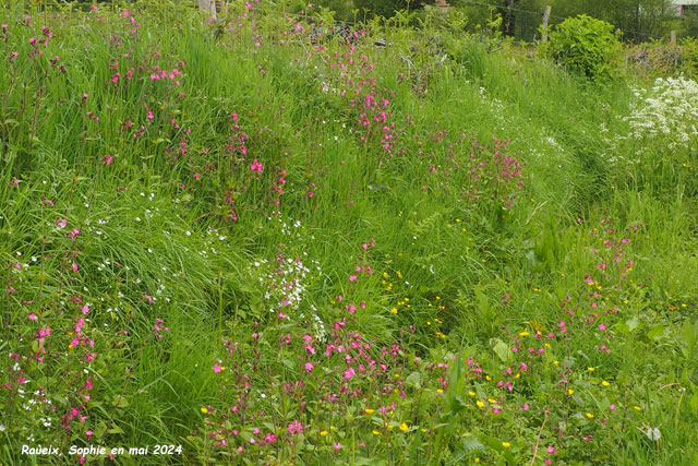 Silene dioica