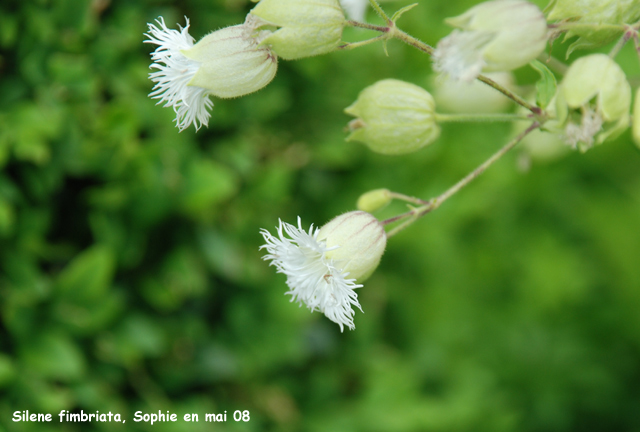 Silene fimbriata