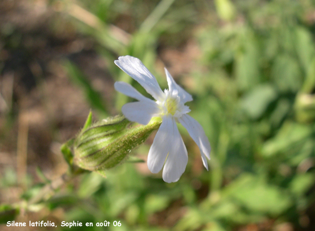 Silene latifolia subsp. alba