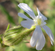 Silene latifolia 'Alba'