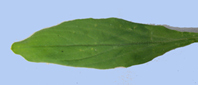 feuille basale