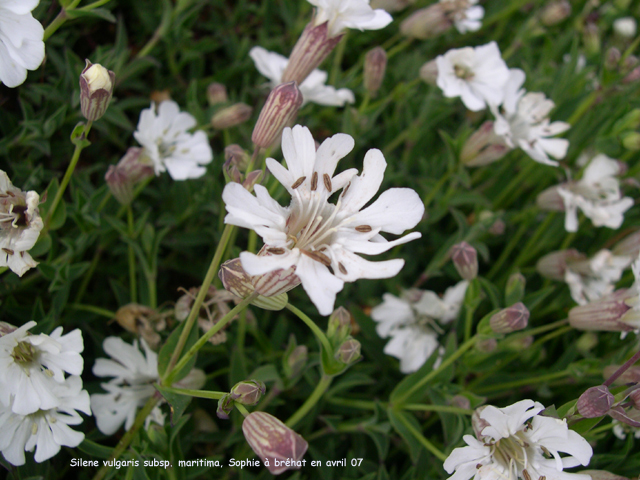 Silene vulgaris subsp. maritima