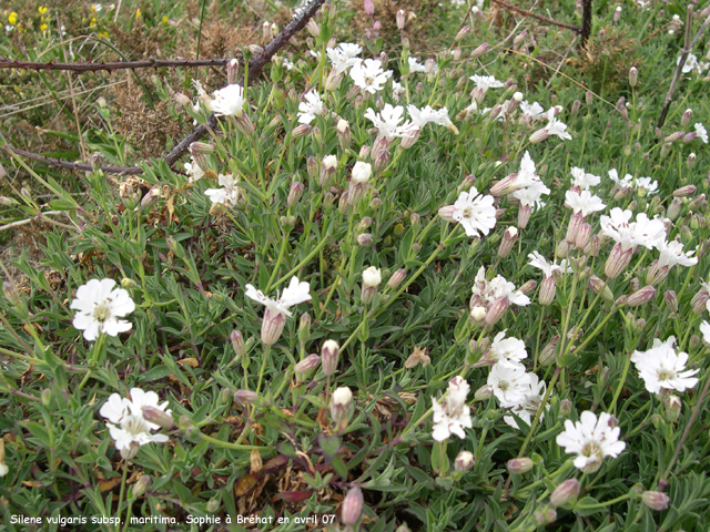 Silene vulgaris subsp. maritima