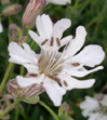 Silene vulgaris subsp. maritima