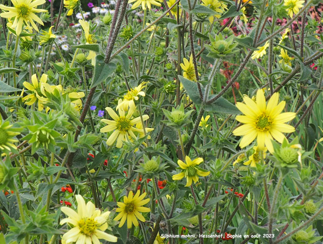 Silphium mohrii