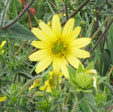 Silphium mohrii