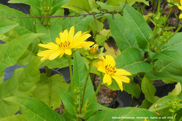 Silphium perfoliatum 'Maya'
