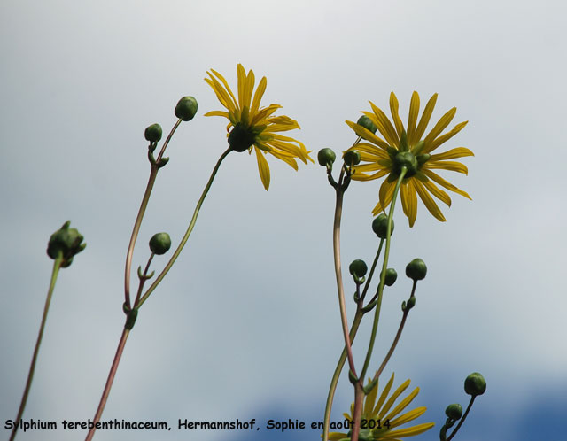 Silphium terebenthinaceum