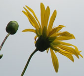 Silphium terebenthinaceum