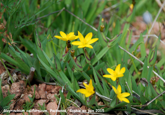 sisyrinchium californicum