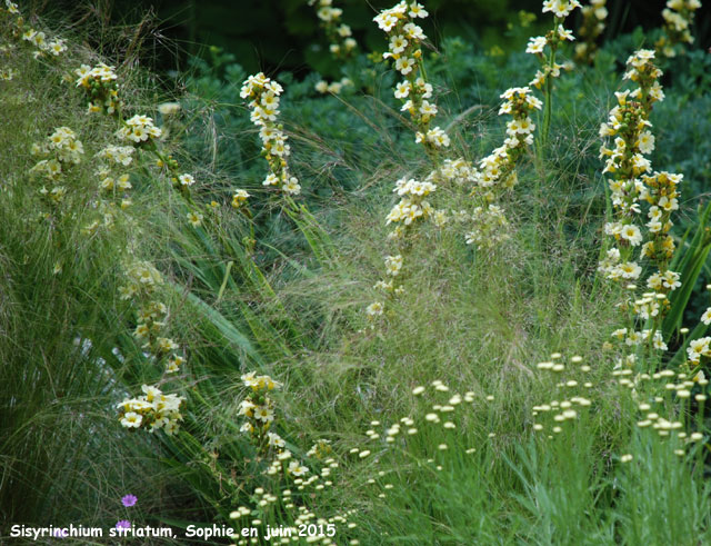 Sisyrinchium striatum