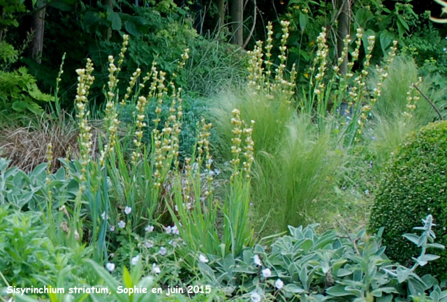 Sisyrinchium striatum