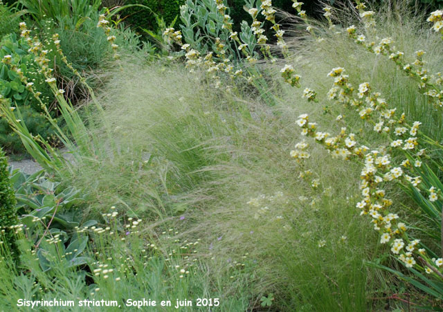 Sisyrinchium striatum