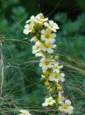 Sisyrinchium striatum