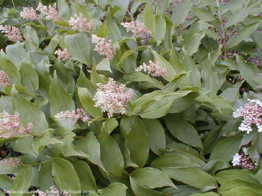 Smilacina racemosa