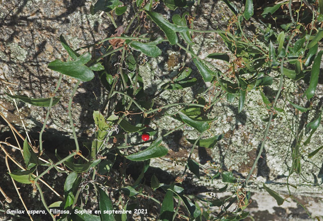 Smilax aspera