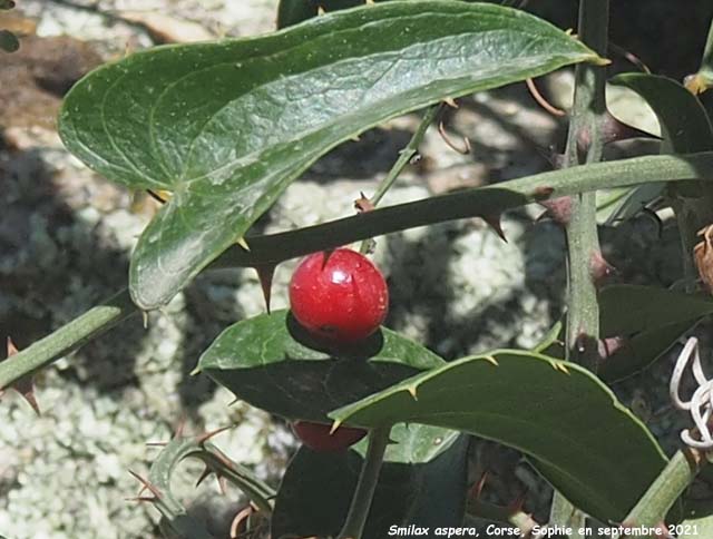 Smilax aspera