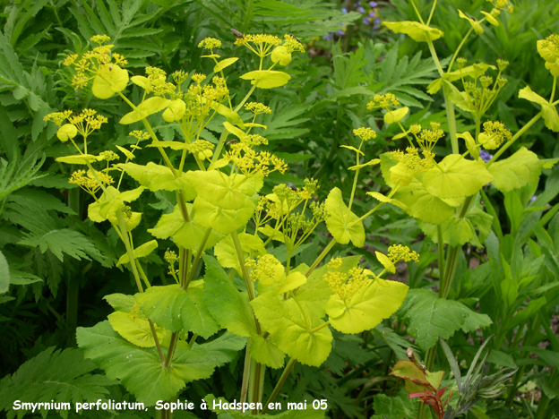 Smyrnium perfoliatum