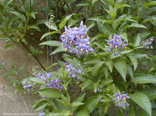 Solanum crispum 'Glasnevin'