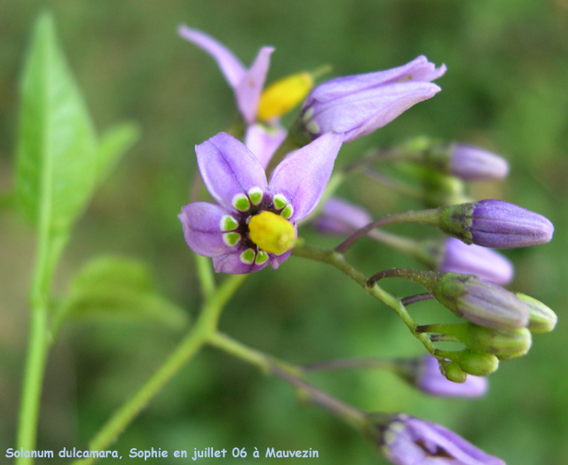 Solanum dulcamara