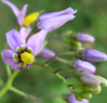 Solanum dulcamara