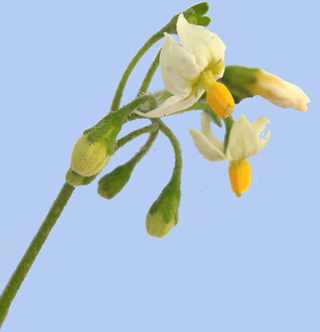 Solanum nigrum