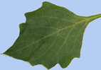feuille