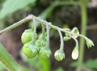 Solanum nigrum