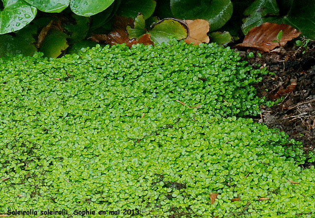 Soleirolia soleirolii