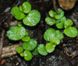 Soleirolia soleirolii