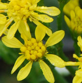 Solidago cutleri