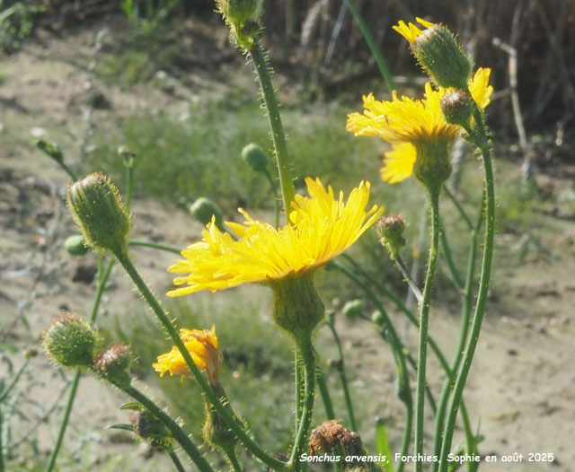 Sonchus arvensis