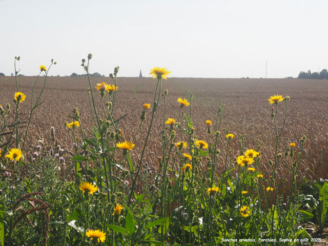 Sonchus arvensis