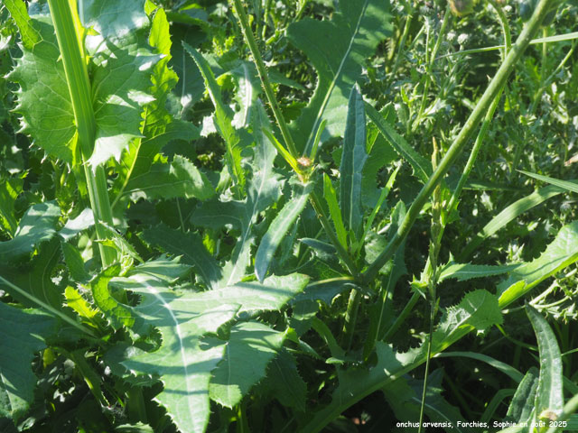 Sonchus arvensis