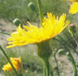 Sonchus arvensis