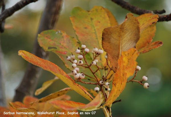 Sorbus harrowiana