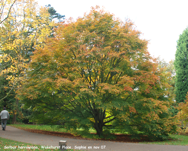 Sorbus harrowiana