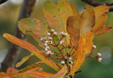 Sorbus harrowiana