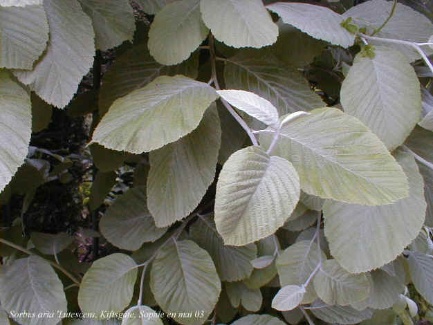 Sorbus aria 'Lutescens'