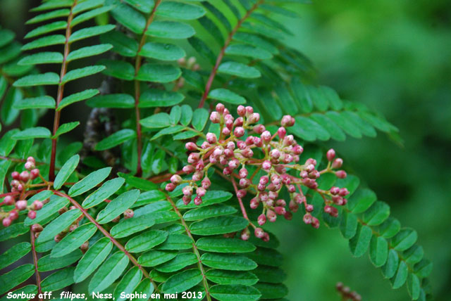 Sorbus aff. filipes