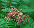 Sorbus aff. filipes