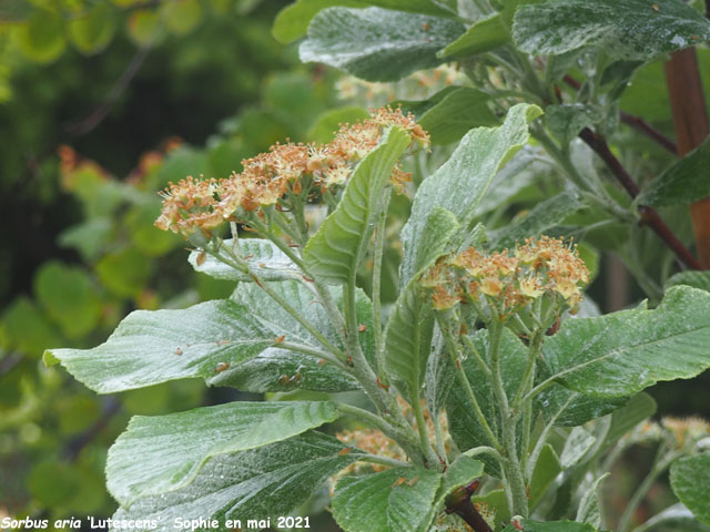 Sorbus aria 'Lutescens'