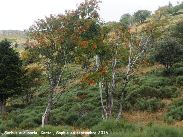 Sorbus aucuparia